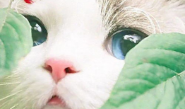 猫的次元吃瓜爆料,揭秘娱乐圈那些不为人知的秘密